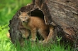 Junger Luchs