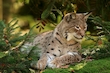 Adulter Luchs bei der Siesta