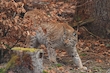 Luchs