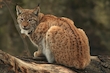 Luchs