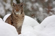 Winterluchs