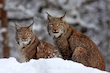 Luchse im Schnee