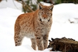 Luchs im Schnee