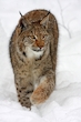 Halbstarker Luchs in seinem ersten Schnee