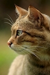 Der Blick