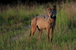 Europäischer Wolf