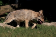 Müder Jungwolf