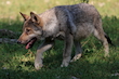 Jungwolf
