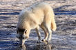 Tundrawolf Im Winter
