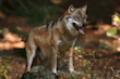 Grauwolf