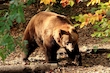 Braunbär
