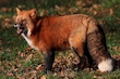 Fuchs