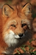 Fuchs