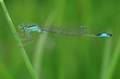 Azurjungfer