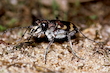 Sandlaufkäfer