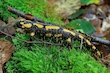 Feuersalamander