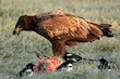 Seeadler am Luder