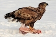 Seeadler bei -20 Grad