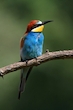 Bienenfresser