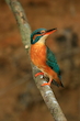 Eisvogel