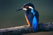 Eisvogel