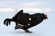 Birkhahn