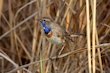 Blaukehlchen