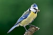 Blaumeise