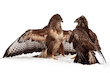 Mäusebussard