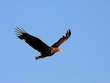 Seeadler