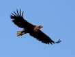 Seeadler