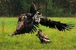 Seeadler