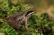 Braunfrosch