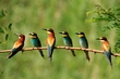 Bienenfresser
