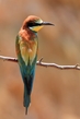 Bienenfresser