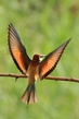 Bienenfresser 