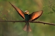Feuervogel
