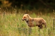 Fuchs