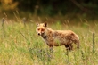 Fuchs