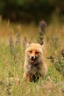 Fuchs