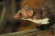 Steinmarder