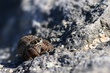Springspinne